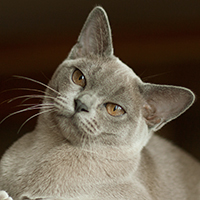 burmese