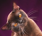 burmese