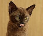 Бурма соболиный кот