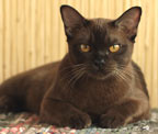 Бурма соболиный кот