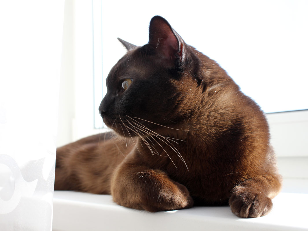 Породы коричневых котов. Европейская Бурма. Бурманская кошка. Порода кошек Бурма. Бурманская кошка европейская.